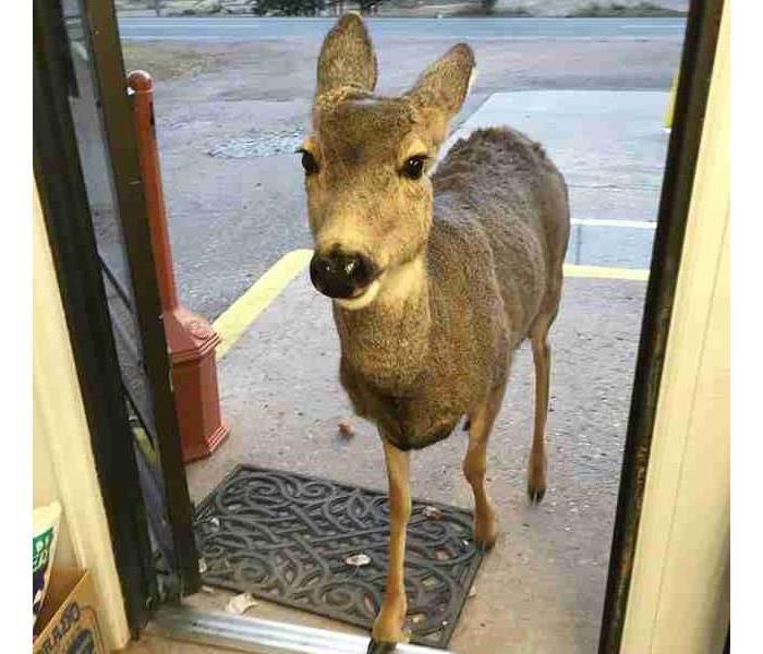 a brown deer walking into the front door 