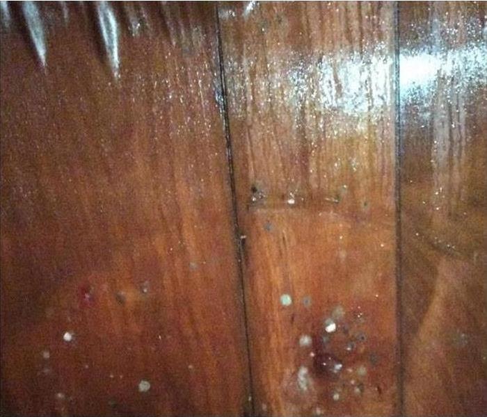 picture of mold growing on the wood paneling wall